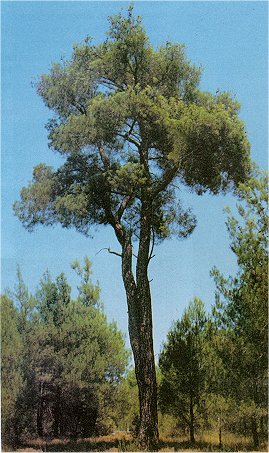 Orman Ağaçları İsimleri Nelerdir Orman Ağaçlarının İsimleri ve Özellikleri Orman Ağaçlarının Faydaları Orman Ağaçları İsimleri Nelerdir Orman Ağaçlarının İsimleri ve Özellikleri Orman Ağaçlarının Faydaları