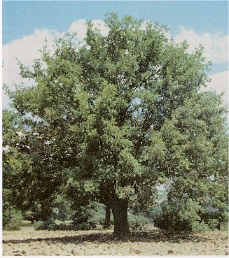Orman Ağaçları İsimleri Nelerdir Orman Ağaçlarının İsimleri ve Özellikleri Orman Ağaçlarının Faydaları Orman Ağaçları İsimleri Nelerdir Orman Ağaçlarının İsimleri ve Özellikleri Orman Ağaçlarının Faydaları