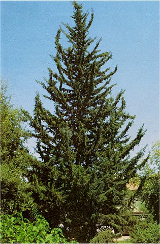 Orman Ağaçları İsimleri Nelerdir Orman Ağaçlarının İsimleri ve Özellikleri Orman Ağaçlarının Faydaları Orman Ağaçları İsimleri Nelerdir Orman Ağaçlarının İsimleri ve Özellikleri Orman Ağaçlarının Faydaları