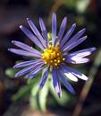 Aromalar