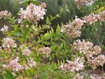 Abelya - Abelia Chinensis