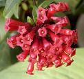 Aberon - Cestrum Purpureum