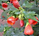 Abutillon , Kargülü , Ağaçküpesi - Abutilon Striatum