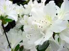 Açelya - Rhododendron Simsii