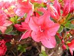 Açelya - Azalea