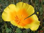 Acem Lalesi - Eschscholzia Californica
