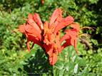 Acemborusu - Tecomaria Capensis