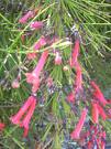 Adamercanı - Russelia Equisetiformis