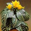 Afelandra - Aphelandra Squarrosa