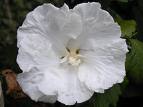 Ağaç Hatmi - Hibiscus Syriacus