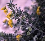 Ağaçfunda - Medicago Arborea