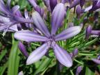 Agapantüs , Doğuzambağı - Agapanthus Orientalis