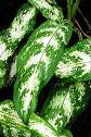 Aglonema - Aglaonema Commutatum Pseudobracteatum