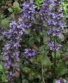 Ajuga , Mayasılotu - Ajuga Reptans L.