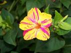 Akşam Sefası , Gece Sefası - Mirabilis Jalapa