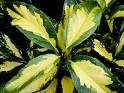 Akuba - Aucuba Japonica