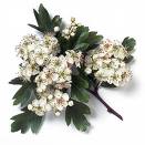 Alıç , Akdiken , Geyikdikeni - Crataegus Monogyna