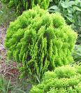 Altuni Mazı - Thuja Orientalis Aurea