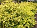 Altuni Tafları - Euonymus Japonica Var Aurea