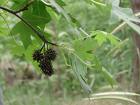 Amberağacı - Acacia Farnesiana (L) Wild