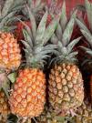 Ananas - Ananas Comosus