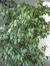 Armut Yapraklı Kauçuk , Benjamin - Ficus Benjamina