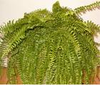Aşk Merdiveni , Salon Eğreltisi - Nephrolepis Exaltata