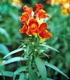 Aslanağzı - Antirrhinum Majus