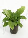Asplenium - Asplenium Nidus
