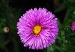 Aster , Saraypatı - Aster Novi-Belgii (Marie Ballard)