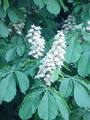 At Kestanesi - Aesculus Hippocastanum