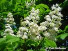 At Kestanesi - Aesculus Hippocastanea