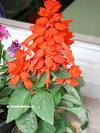 Ateş Çiçeği , Labiatae - Salvia Splendens