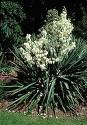 Avize Çiçeği - Yucca Gloriosa