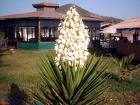 Avize Çiçeği - Yucca Flamentosa