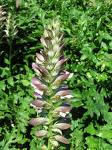 Ayıpençesi - Acanthus Mollis