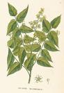 Aylantus , Kokarağaç - Ailanthus Altissima (Miller) Swingle