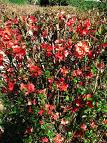 Bahardalı , Japonayvası , Yörükkızı - Chaenomeles Speciosa