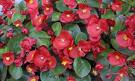 Bahçe Begonası - Begonia Semperflorens