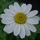 Bahçe Papatyası - Anthemis Punctata Vahi Subsp Capaniana