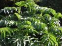 Balçiçeği , Balotu - Melianthus Major