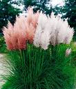 Bataklık Sazı , Pompas Sazı - Cortaderia Selloana
