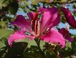Bavhinya , Kelebekağacı - Bauhinia Purpurea L.