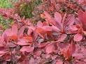 Berberis Kadın Tuzluğu , Kırmızı Berberis - Berberis Thunbergii