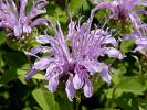 Bergamot - Citrus Aurontium Var Bergamia