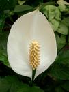 Beyaz Yelken Çiçeği - Spathipyllum Wallisii