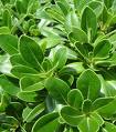 Bodur Pitosporum - Pittosporum Nanum