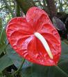 Büyük Flamingo Çiçeği , Kuyruk Çiçeği - Anthurium Andreanum