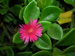 Buzçiçeği , Öğleçiçeği - Aptenia Cordifolia
