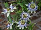 Çarkıfelek , Mavi Çarkıfelek - Passiflora Caerulea